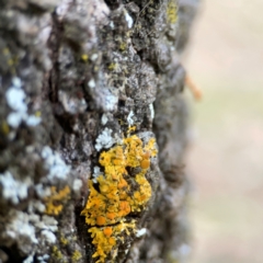 Xanthoria sp. at Commonwealth Park (CWP) - 31 Mar 2024