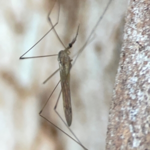 Limoniidae (family) at Commonwealth Park (CWP) - 31 Mar 2024 06:25 PM