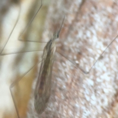 Limoniidae (family) at Undefined Area - 31 Mar 2024 06:25 PM