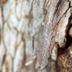 Limoniidae (family) at Commonwealth Park (CWP) - 31 Mar 2024 06:25 PM