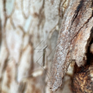 Limoniidae (family) at Commonwealth Park (CWP) - 31 Mar 2024 06:25 PM