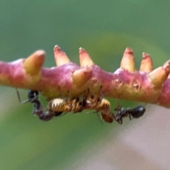 Iridomyrmex sp. (genus) (Ant) at Mount Ainslie to Black Mountain - 31 Mar 2024 by Hejor1