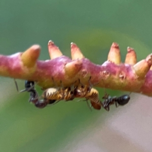 Iridomyrmex sp. (genus) at Commonwealth Park (CWP) - 31 Mar 2024 06:27 PM