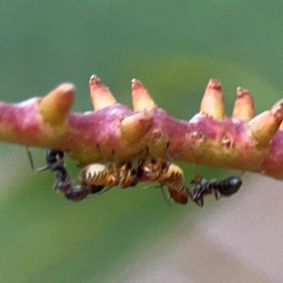 Iridomyrmex sp. (genus) (Ant) at Commonwealth & Kings Parks - 31 Mar 2024 by Hejor1