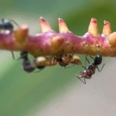 Iridomyrmex sp. (genus) at Commonwealth Park (CWP) - 31 Mar 2024 06:27 PM