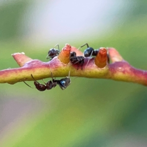 Iridomyrmex sp. (genus) at Commonwealth Park (CWP) - 31 Mar 2024