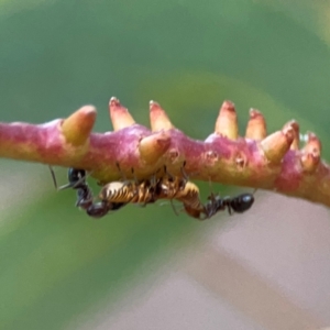 Iridomyrmex sp. (genus) at Commonwealth Park (CWP) - 31 Mar 2024 06:27 PM