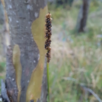Carex incomitata (Hillside Sedge) at Rendezvous Creek, ACT - 30 Mar 2024 by WalkYonder