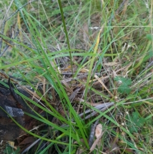 Carex incomitata at Namadgi National Park - 31 Mar 2024