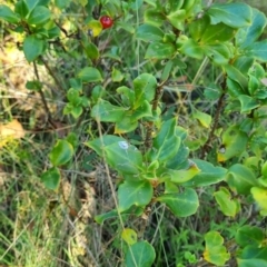 Coprosma hirtella (Currant Bush) at Tharwa, ACT - 30 Mar 2024 by WalkYonder