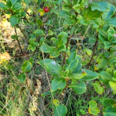 Coprosma hirtella (Currant Bush) at Tharwa, ACT - 30 Mar 2024 by WalkYonder