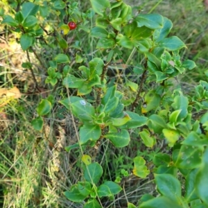 Coprosma hirtella at Namadgi National Park - 30 Mar 2024