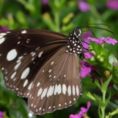 Euploea corinna (Common Crow Butterfly, Oleander Butterfly) at Brisbane City Botanic Gardens - 30 Mar 2024 by TimL