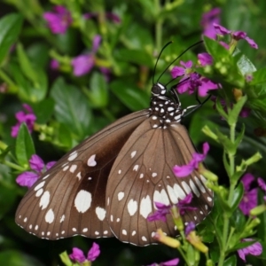 Euploea corinna at Brisbane City Botanic Gardens - 30 Mar 2024 11:58 AM