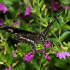 Euploea corinna at Brisbane City Botanic Gardens - 30 Mar 2024