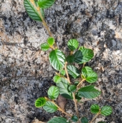 Pomaderris betulina subsp. actensis (Canberra Pomaderris) at Tharwa, ACT - 30 Mar 2024 by WalkYonder