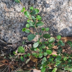 Pomaderris betulina subsp. actensis at Namadgi National Park - 30 Mar 2024