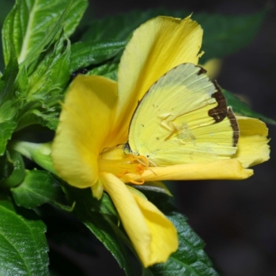 Eurema sp. (Genus) (Grass Yellow Butterflies) at Brisbane City Botanic Gardens - 30 Mar 2024 by TimL