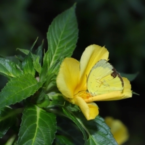 Eurema sp. (Genus) at Brisbane City Botanic Gardens - 30 Mar 2024 01:10 PM