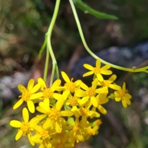 Senecio linearifolius at Namadgi National Park - 30 Mar 2024 01:10 PM