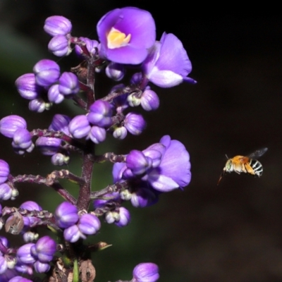 Amegilla sp. (genus) (Blue Banded Bee) at Brisbane City, QLD - 30 Mar 2024 by TimL
