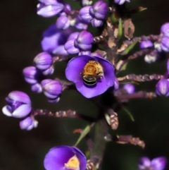 Amegilla sp. (genus) at Brisbane City Botanic Gardens - 30 Mar 2024