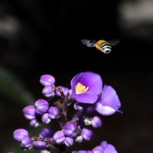 Amegilla sp. (genus) at Brisbane City Botanic Gardens - 30 Mar 2024