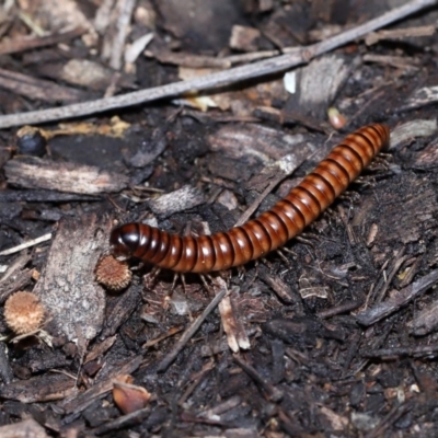 Unidentified Millipede (Diplopoda) at Brisbane City Botanic Gardens - 30 Mar 2024 by TimL