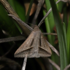 Mocis frugalis (Sugarcane Looper (Erebinae)) at Brisbane City Botanic Gardens - 30 Mar 2024 by TimL