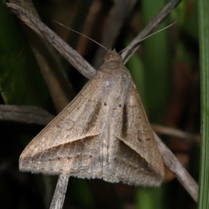 Mocis frugalis at Brisbane City Botanic Gardens - 30 Mar 2024 12:20 PM