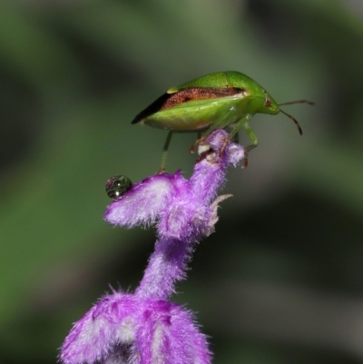 Plautia affinis (Green stink bug) at Brisbane City Botanic Gardens - 30 Mar 2024 by TimL