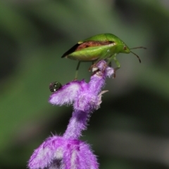 Unidentified Other true bug at Brisbane City Botanic Gardens - 30 Mar 2024 by TimL