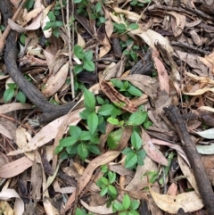 Ligustrum lucidum (Large-leaved Privet) at Mount Majura - 16 Mar 2024 by waltraud