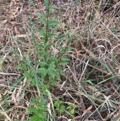 Ligustrum lucidum at Mount Majura - 16 Mar 2024 05:23 PM