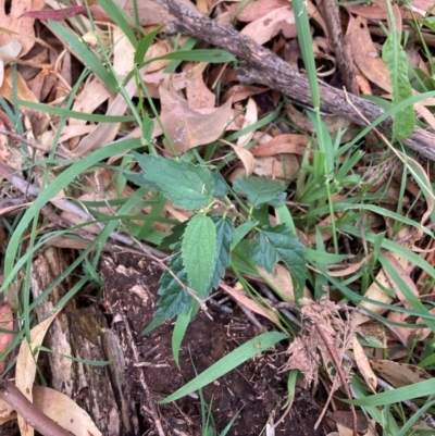 Celtis australis (Nettle Tree) at Mount Majura - 16 Mar 2024 by waltraud