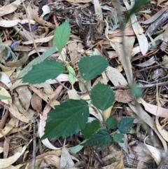 Celtis australis (Nettle Tree) at Mount Majura - 16 Mar 2024 by waltraud