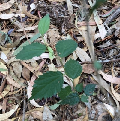 Celtis australis (Nettle Tree) at Hackett, ACT - 16 Mar 2024 by waltraud