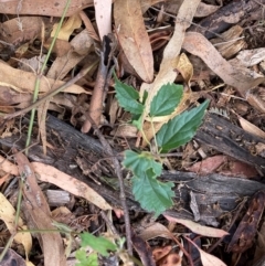 Celtis australis (Nettle Tree) at Mount Majura - 16 Mar 2024 by waltraud