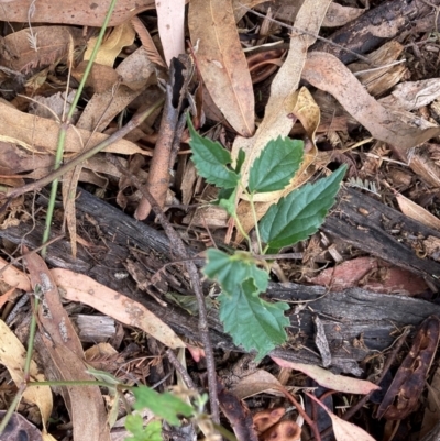 Celtis australis (Nettle Tree) at Mount Majura - 16 Mar 2024 by waltraud