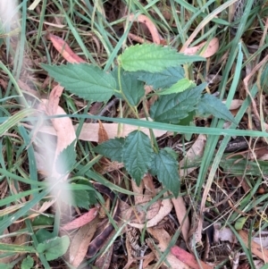 Celtis australis at Mount Majura - 16 Mar 2024