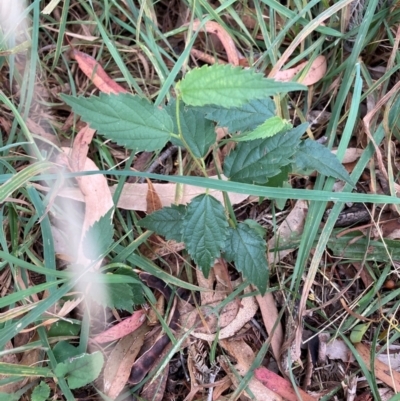 Celtis australis (Nettle Tree) at Hackett, ACT - 16 Mar 2024 by waltraud