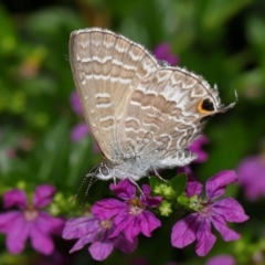 Lampides boeticus at Brisbane City Botanic Gardens - 30 Mar 2024 by TimL