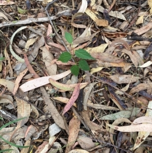 Celtis australis at Mount Majura - 16 Mar 2024