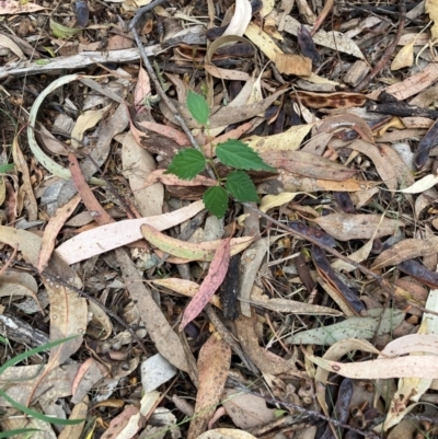 Celtis australis (Nettle Tree) at Hackett, ACT - 16 Mar 2024 by waltraud