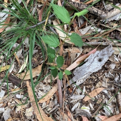 Celtis australis (Nettle Tree) at Hackett, ACT - 16 Mar 2024 by waltraud