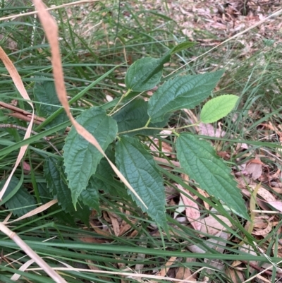 Celtis australis (Nettle Tree) at Hackett, ACT - 16 Mar 2024 by waltraud