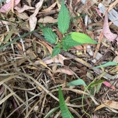 Celtis australis (Nettle Tree) at Mount Majura - 16 Mar 2024 by waltraud