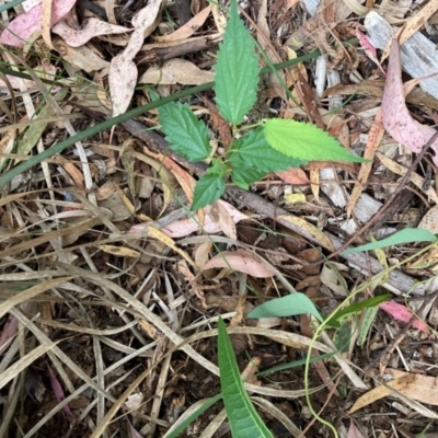 Celtis australis (Nettle Tree) at Hackett, ACT - 16 Mar 2024 by waltraud