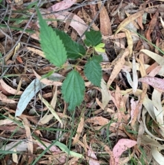 Celtis australis at Mount Majura - 16 Mar 2024