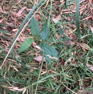 Celtis australis at Mount Majura - 16 Mar 2024